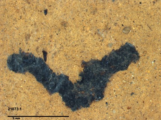 Genus sp