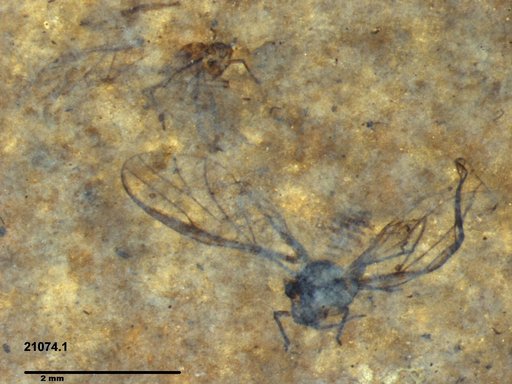 Aphididae