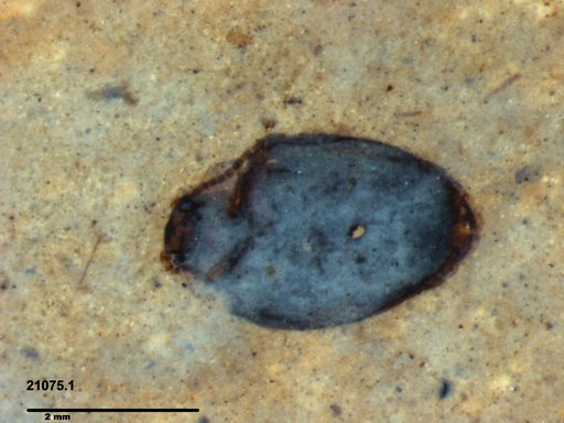 Chrysomelidae