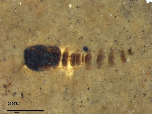 Diptera
