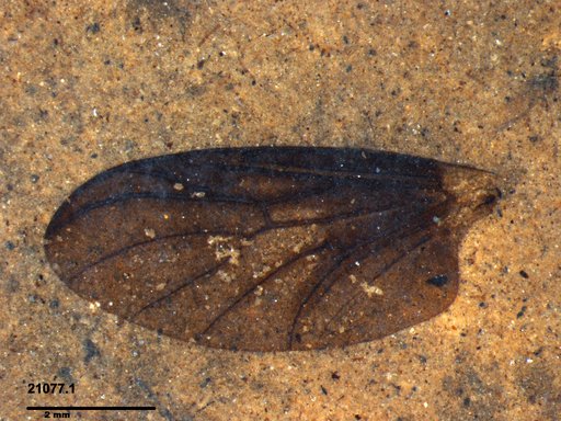 Genus sp
