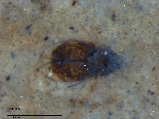 Chrysomelidae