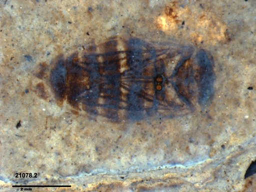 Corixidae
