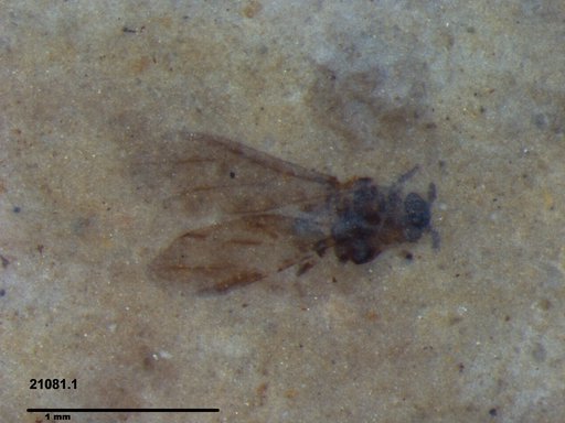 Aphididae