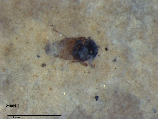 Diptera