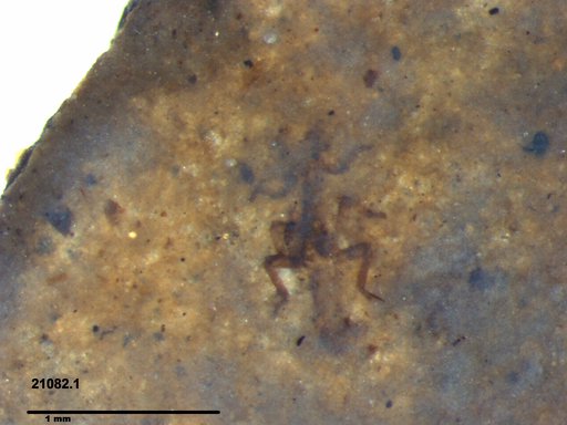 Genus sp