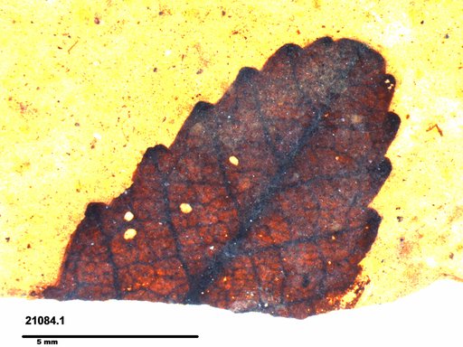 Tracheophyta