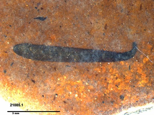 Tracheophyta