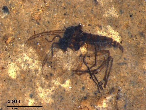Diptera
