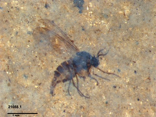 Sciaridae