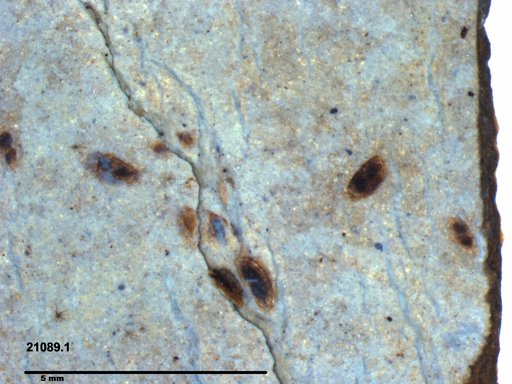 Daphniidae