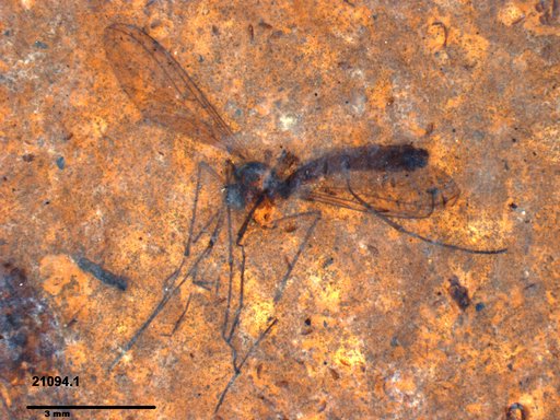 Bolitophilidae