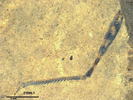 Genus sp