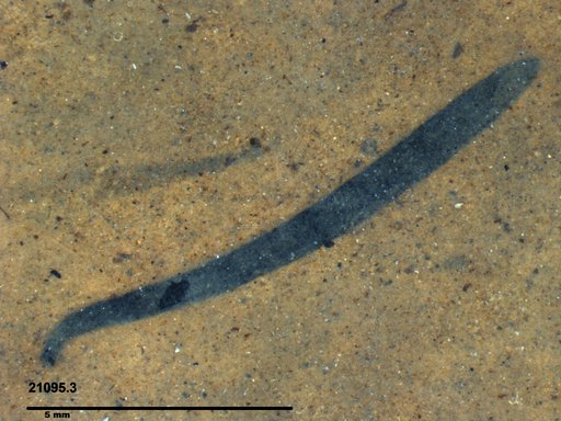 Tracheophyta