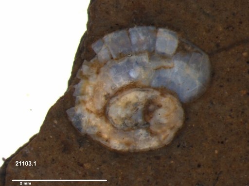 Gastropoda