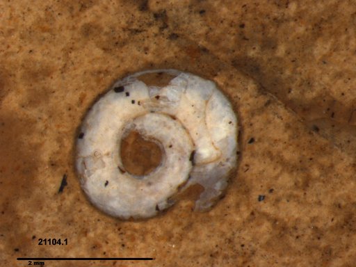 Gastropoda