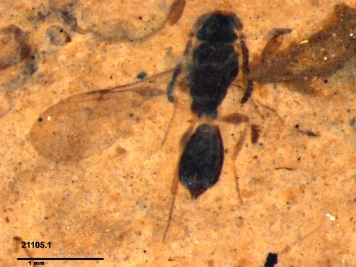 Diapriidae