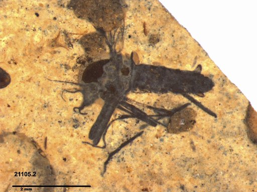 Genus sp