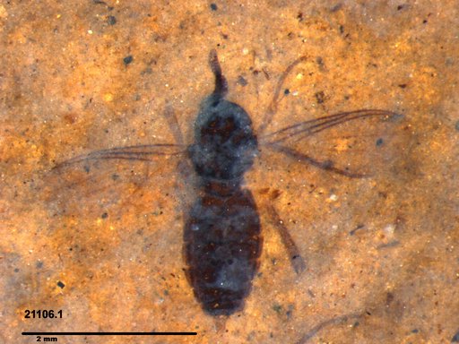 Diptera