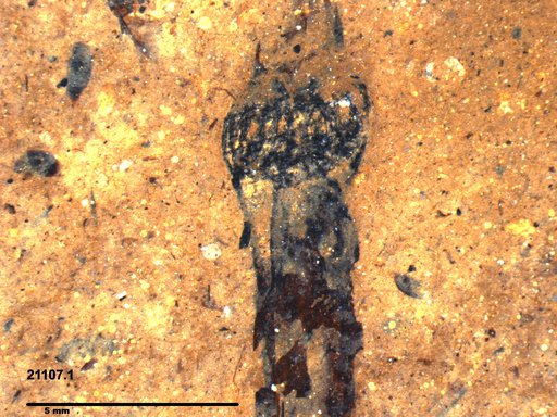 Tracheophyta