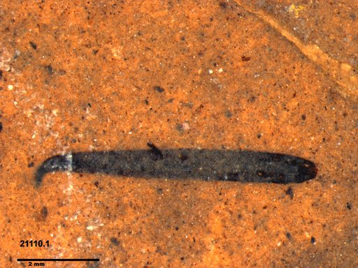 Tracheophyta