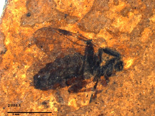 Diptera
