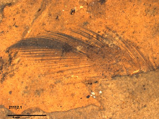 Genus sp
