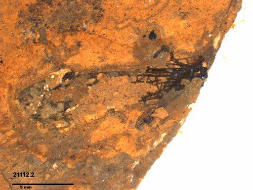 Genus sp