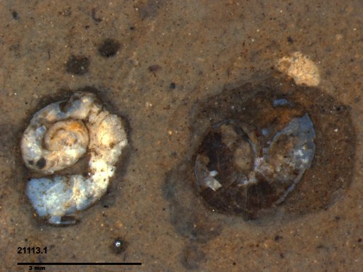 Gastropoda