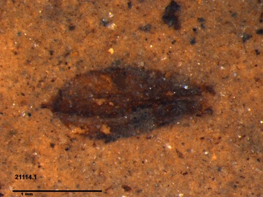 Tracheophyta