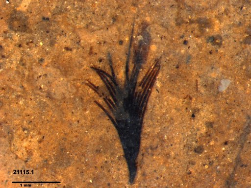 Tracheophyta