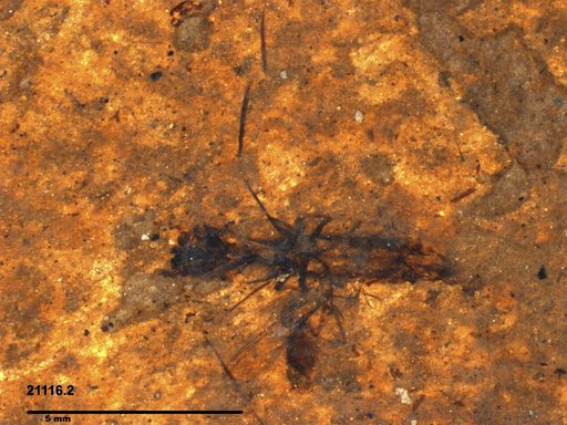 Notonectidae