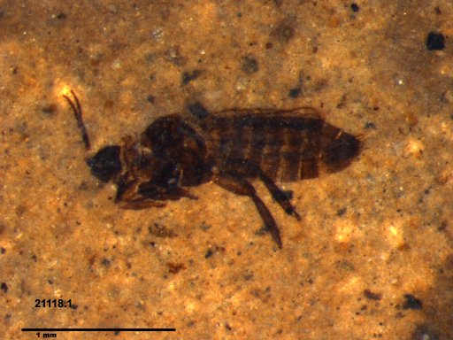 Genus sp