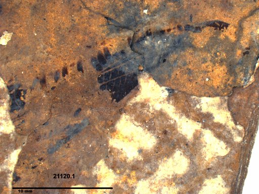 Insecta