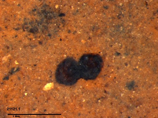 Tracheophyta