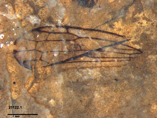 Insecta