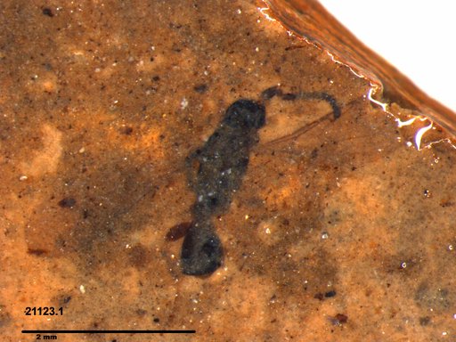 Diapriidae
