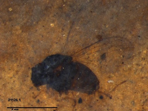 Diptera