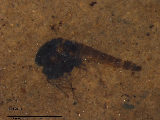 Diptera