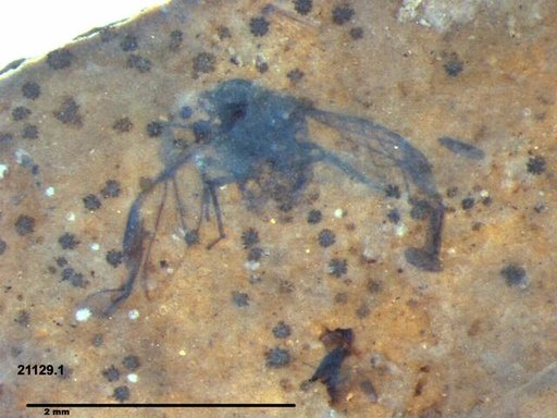 Aphididae