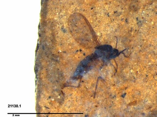 Diptera