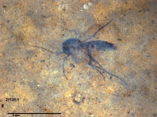 Mycetophilidae