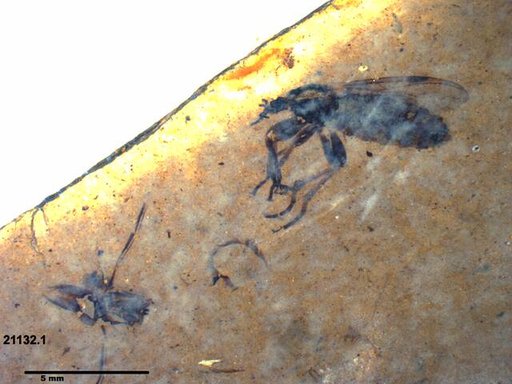Genus sp