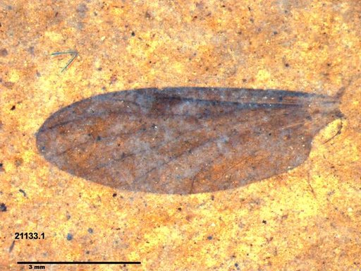 Genus sp