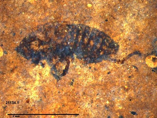 Genus sp
