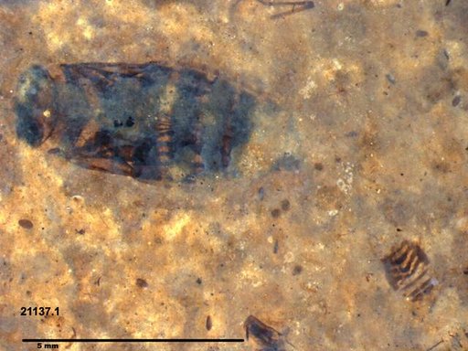 Corixidae