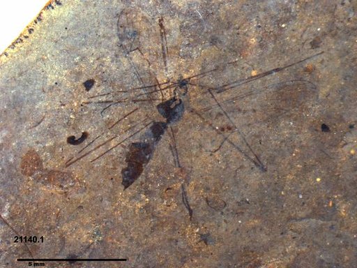 Diptera