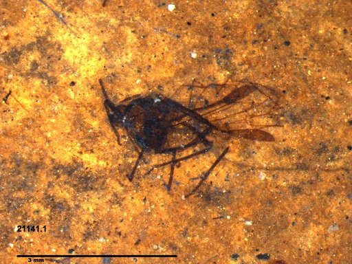 Aphididae