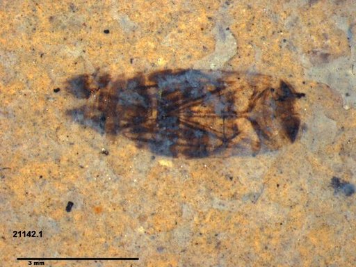 Corixidae