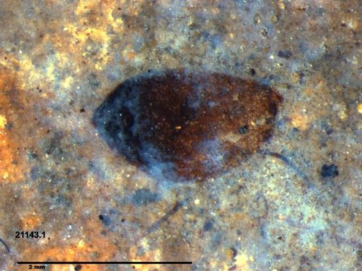 Tracheophyta